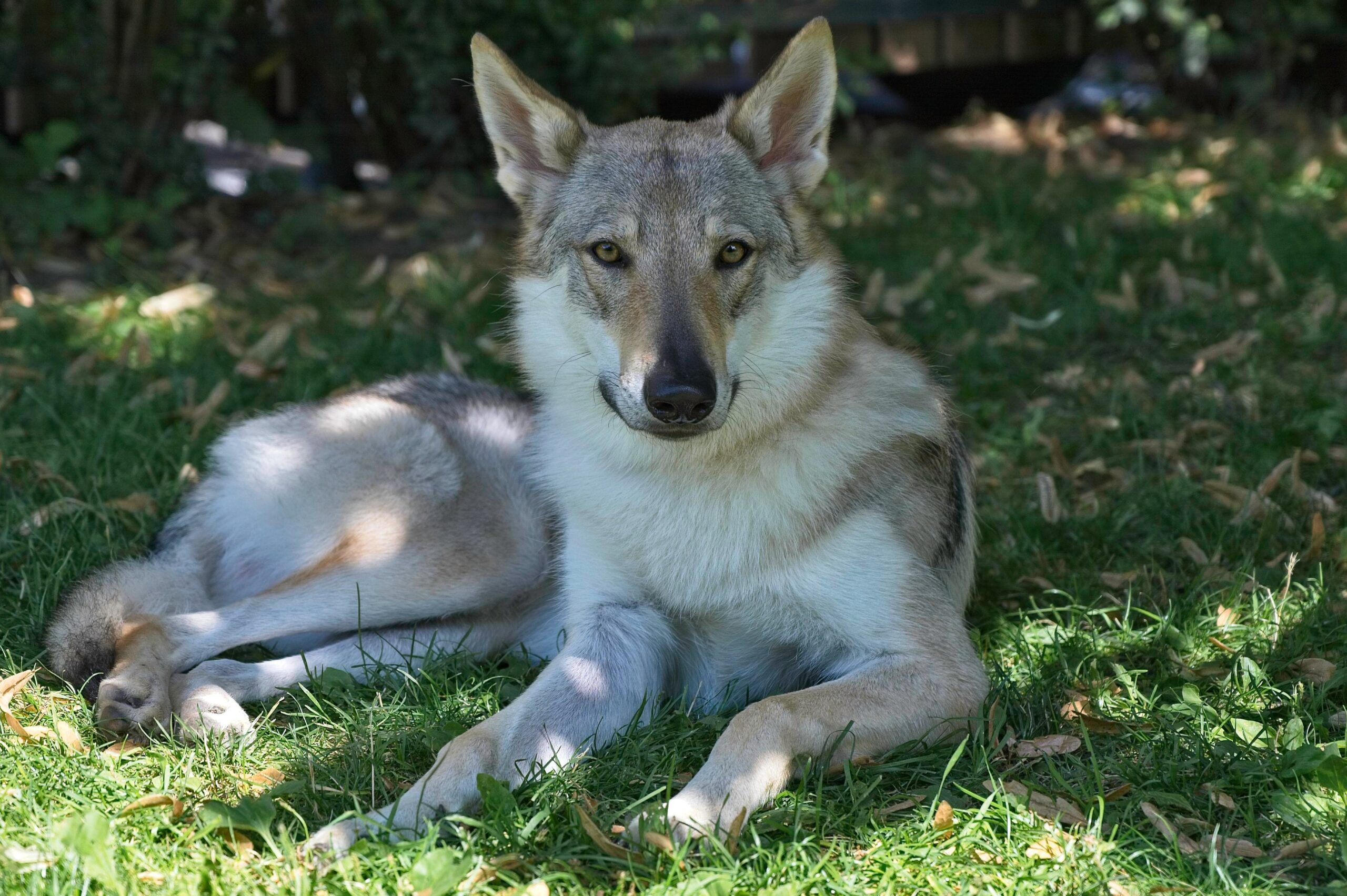 Loup hybride l'un des chiens le plus dangereux