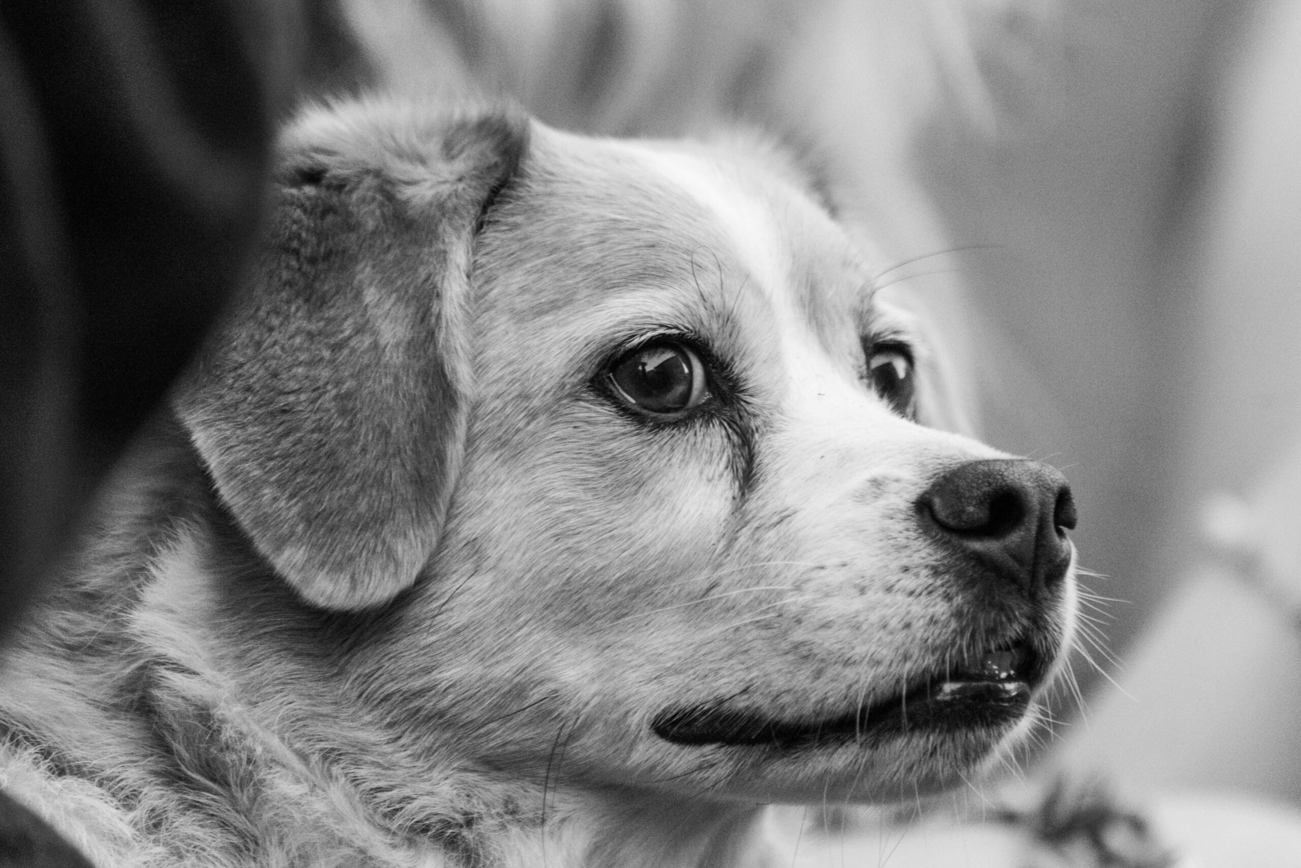 Labrador Retriever-photo via pexel