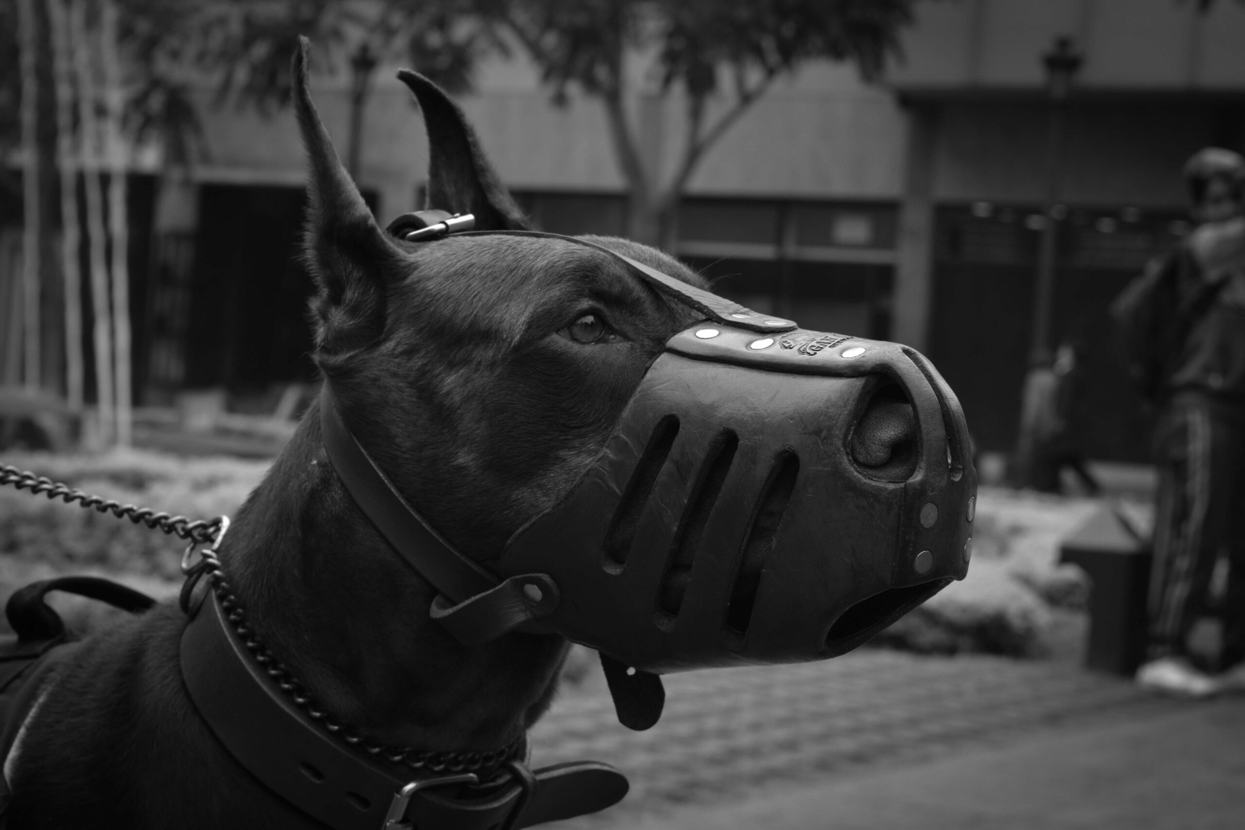 Doberman Pinscher lun des chiens les 1 les plus dangereux au monde 