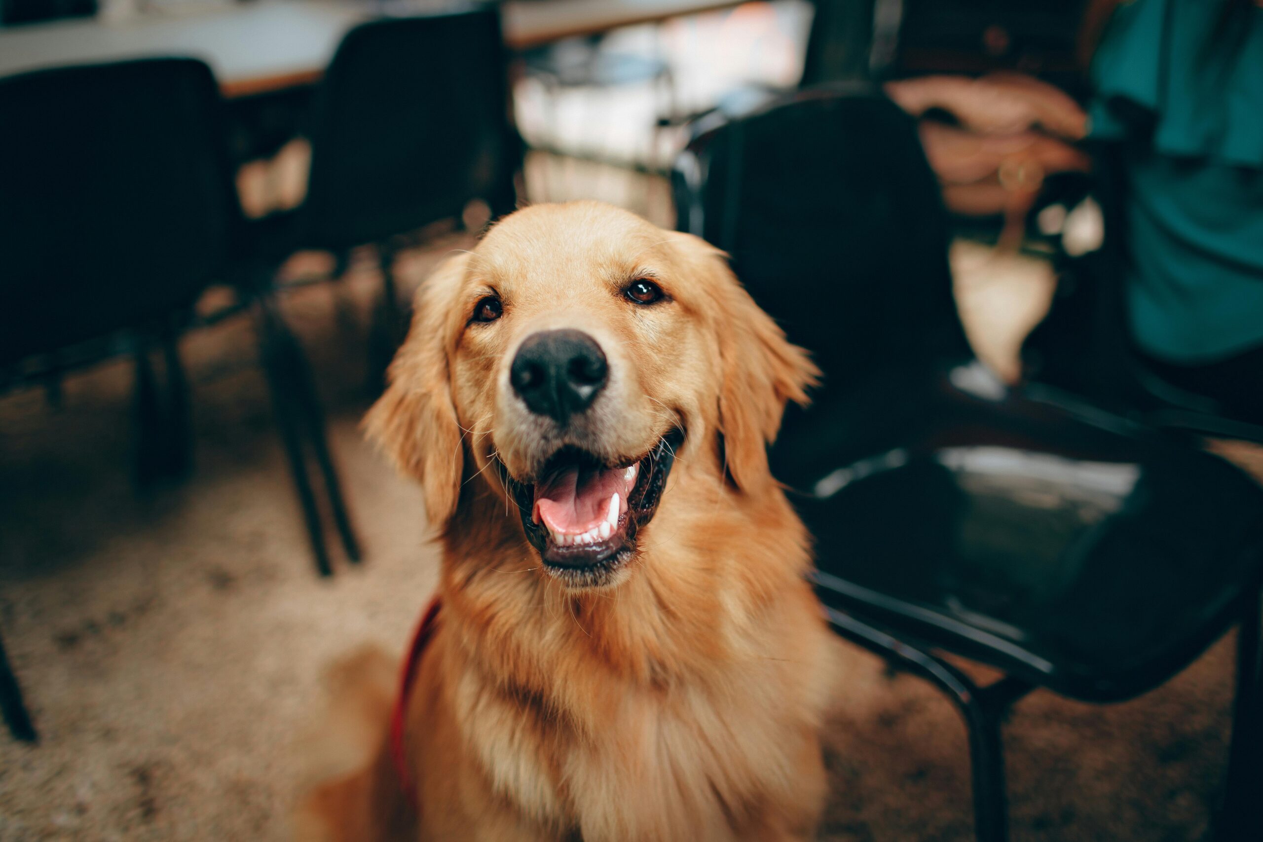 Golden Retriever-photo via pexel