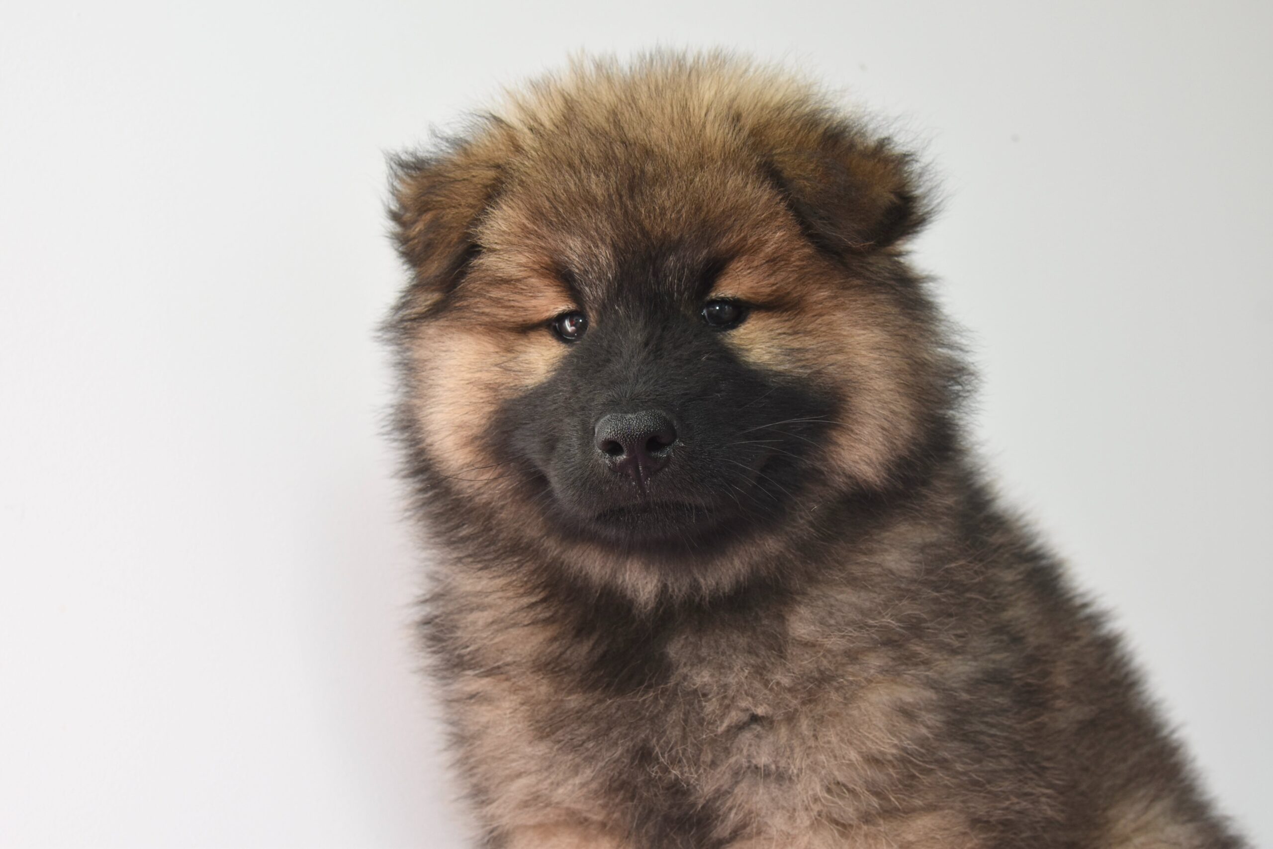 Chow Chow l'un des chiens le plus dangereux