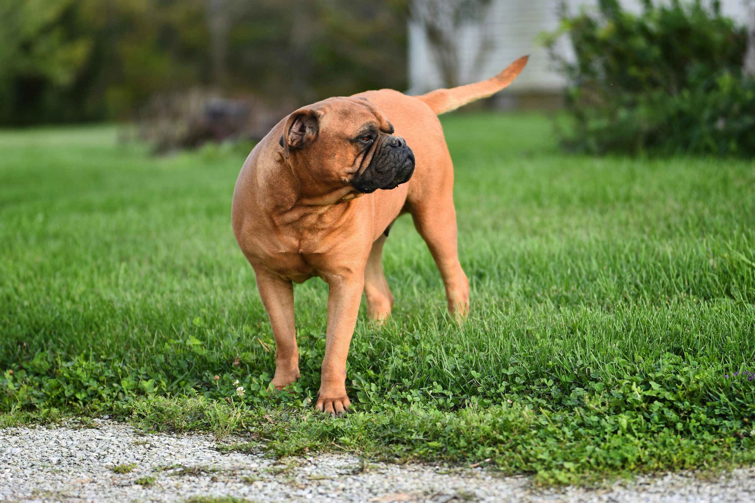 Bullmastiff-photo via pexel