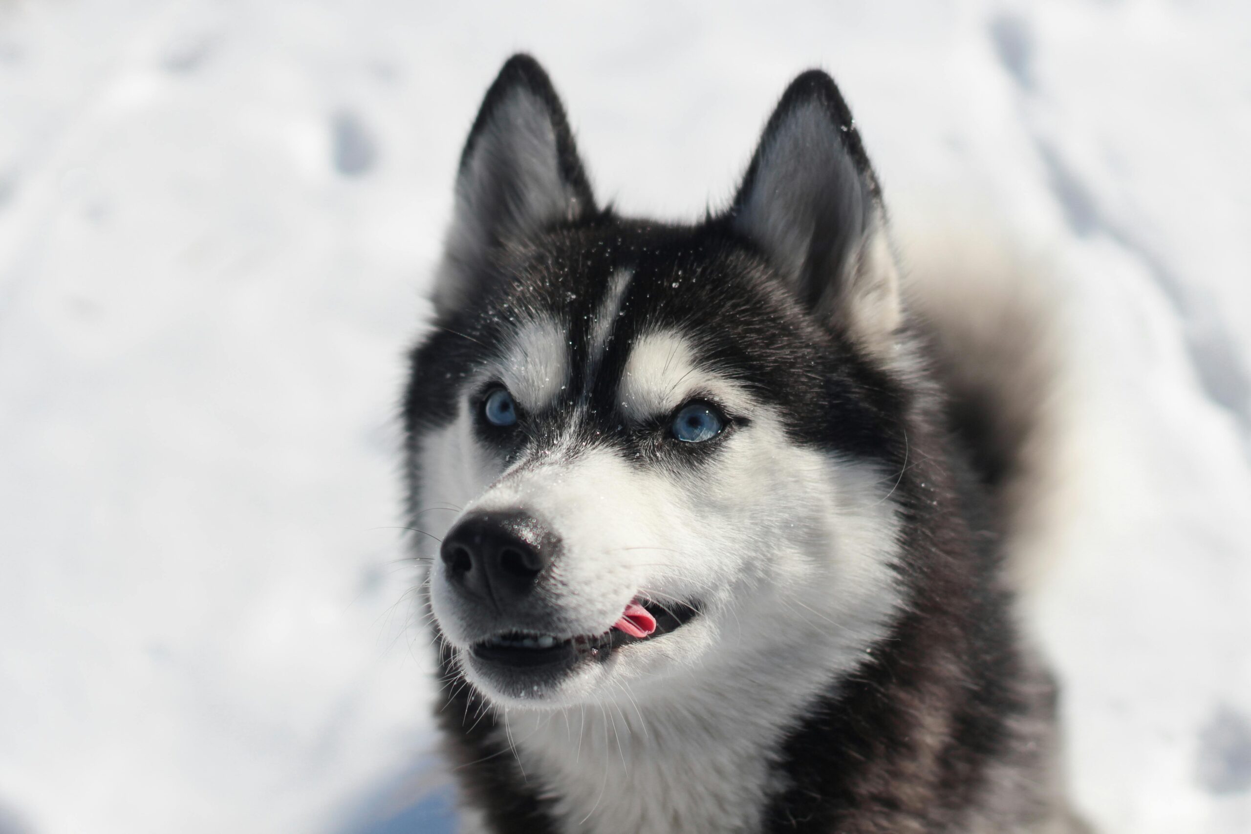 Huskies de Sibérie-photo via pexel