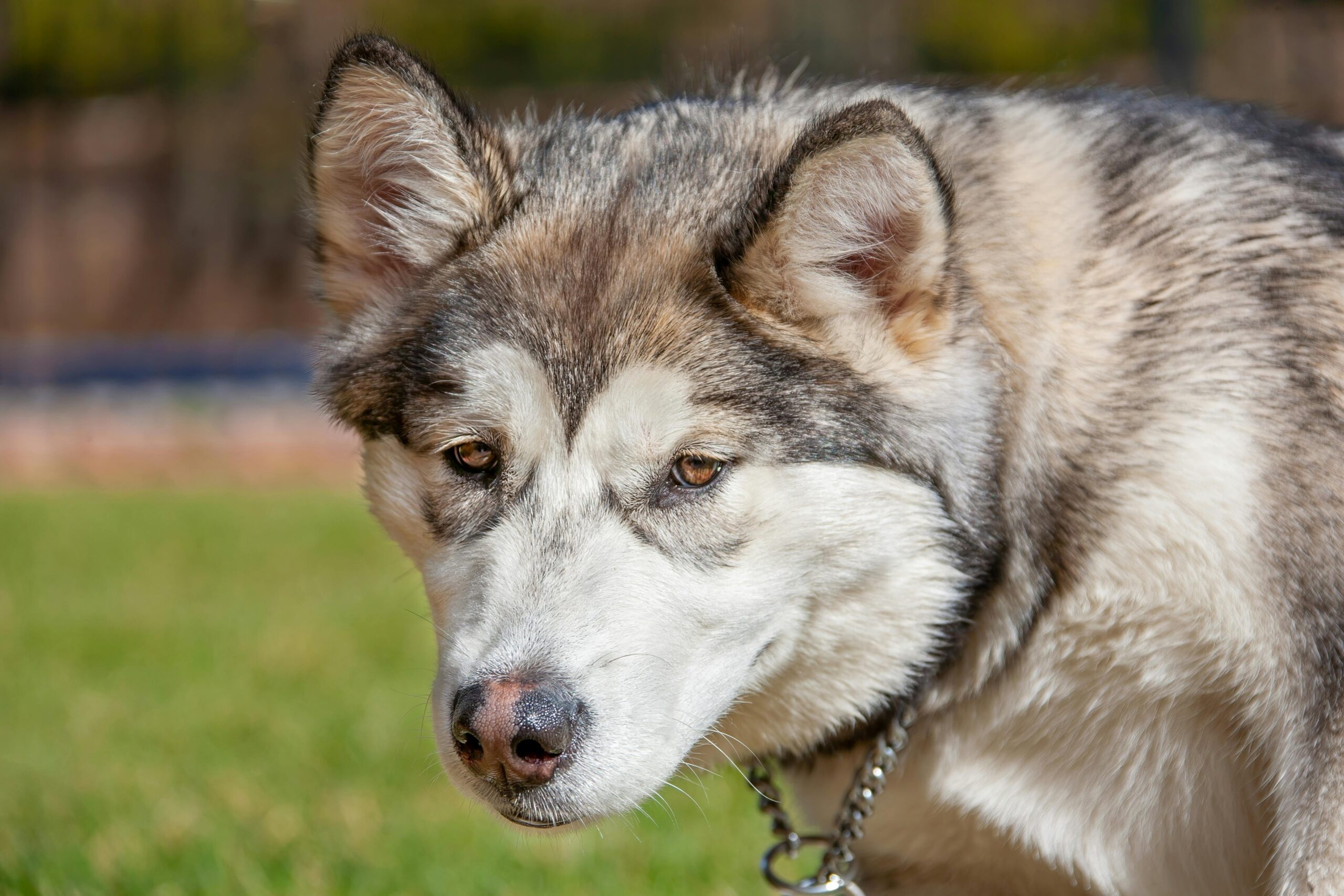 Malamute d'Alaska-photo via pexel