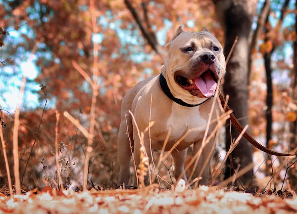 pPtbull l'un des chiens le plus dangereux