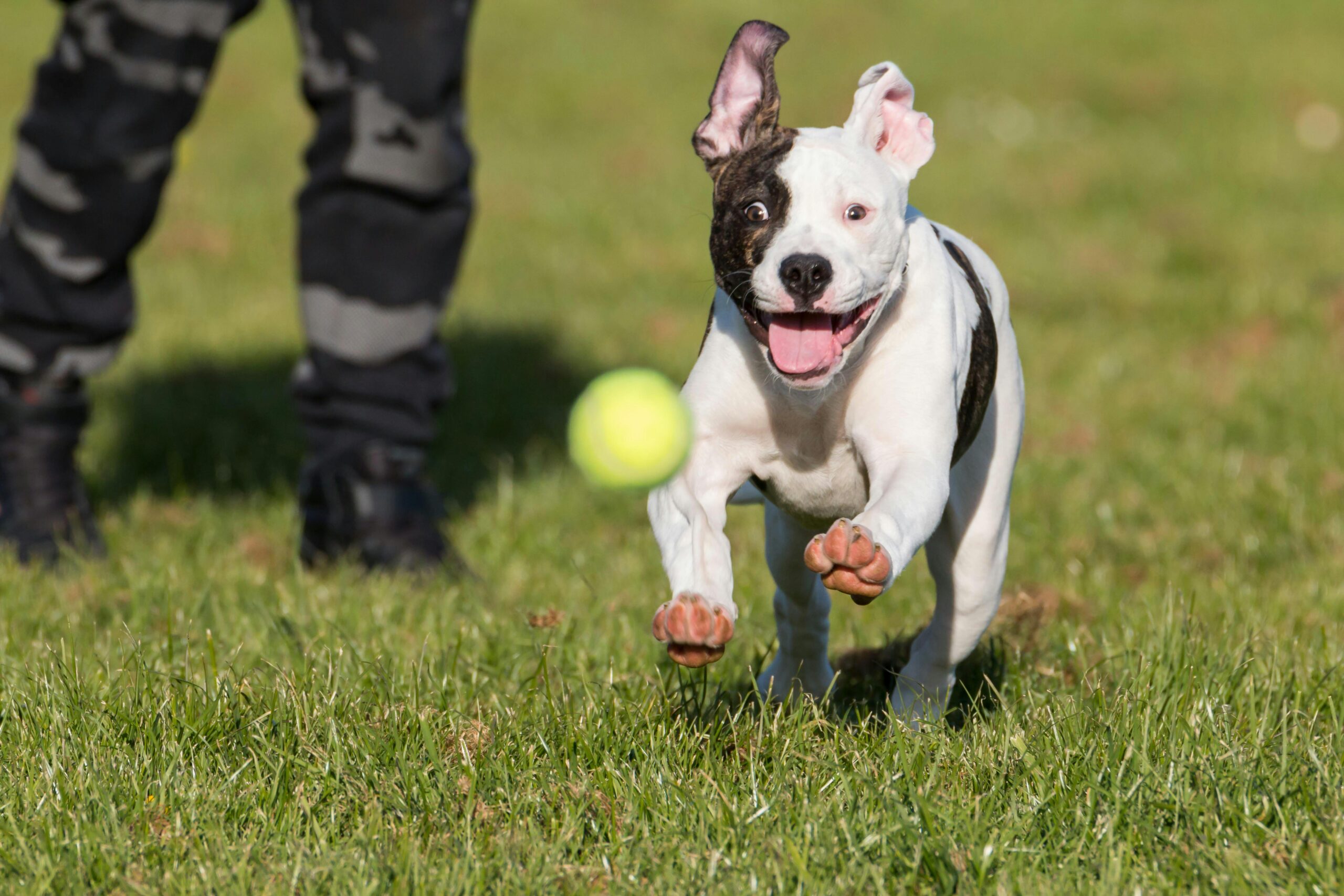 bouledogue américain-photo via pexel