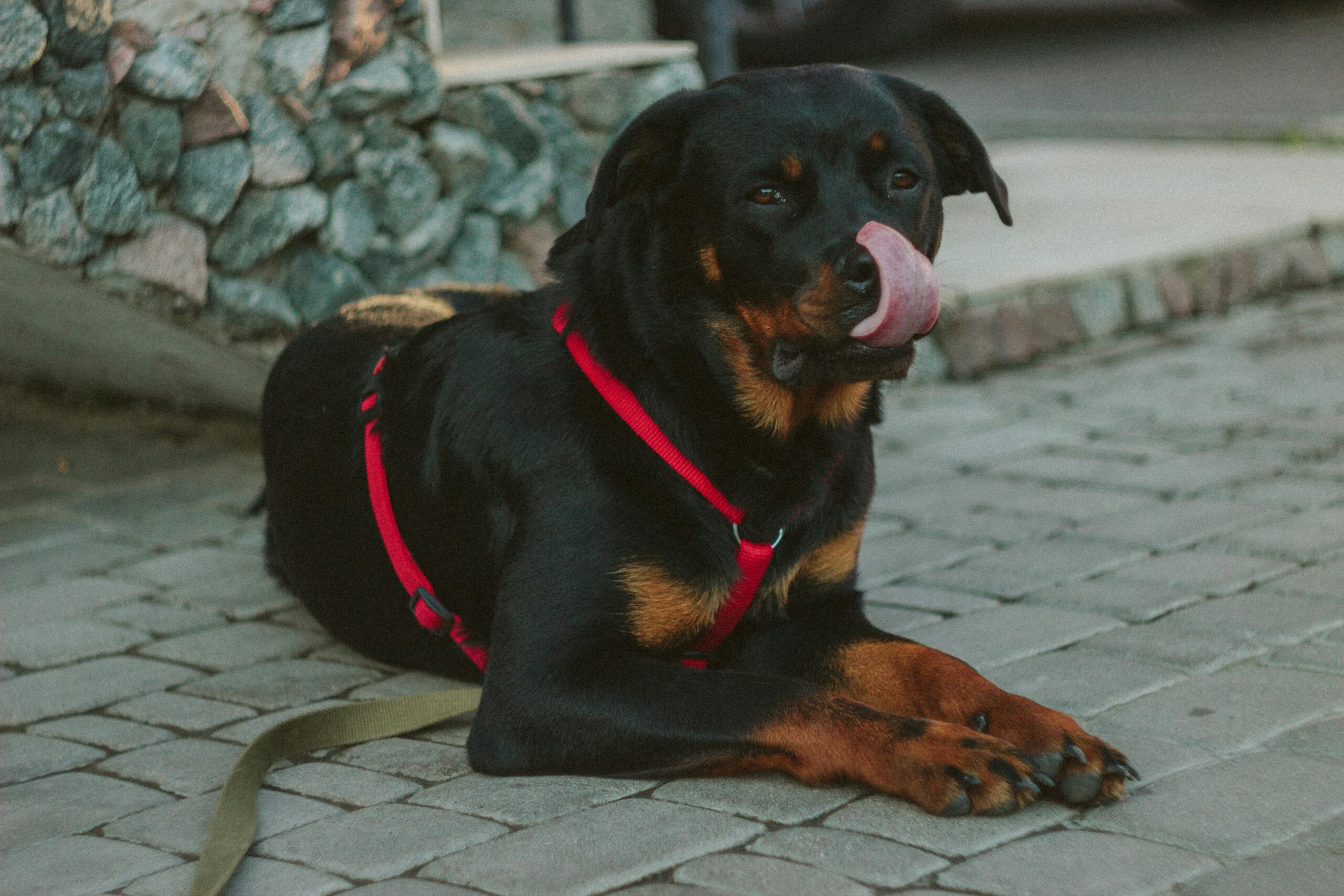 Rottweiler l'un des chiens le plus dangereux